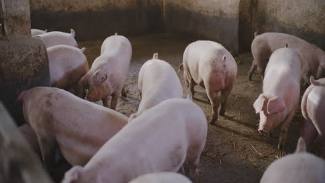 pigs in a farm pen