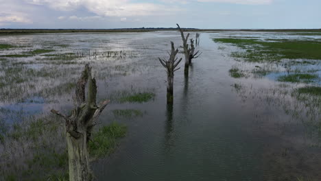vuelo aéreo sobre troncos de árboles de sauce muertos y desnudos en un estuario de pantano salado inundado.