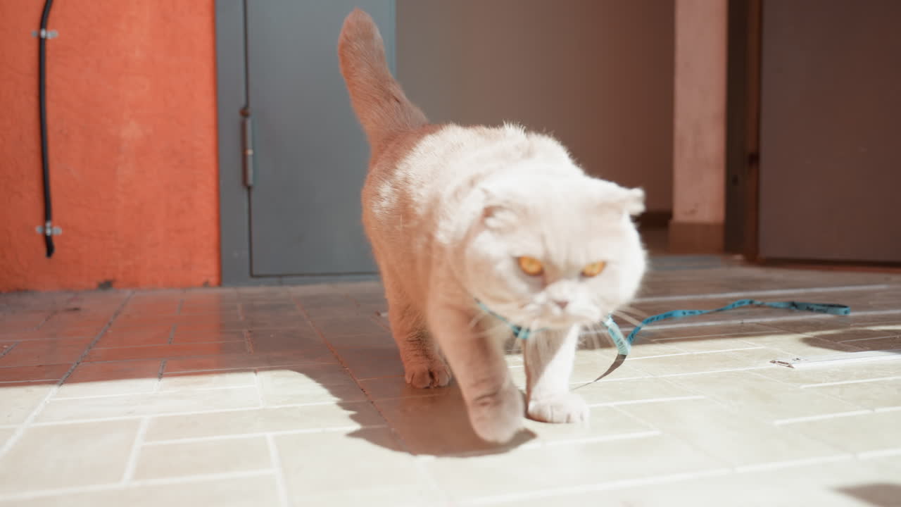 Young Cat Carefully Steps Into Sunlight, Feline Cautiously Leaves Doorway Into Illuminated Tile Surface, Small Kitten Cautiously Moves From Shaded Doorway Onto Bright Sunlit Tiled Area