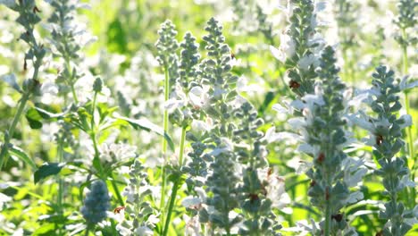 white salvia flowers blooming beautifully in sunny garden park setting