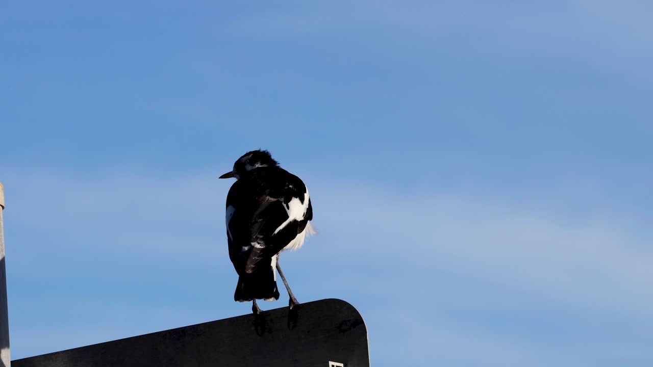 새는 기둥에 앉아서 털을 청소합니다.