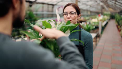 over shoulder: a man holding a plant in pot with white flowers and talking to young female gardener in greenhouse