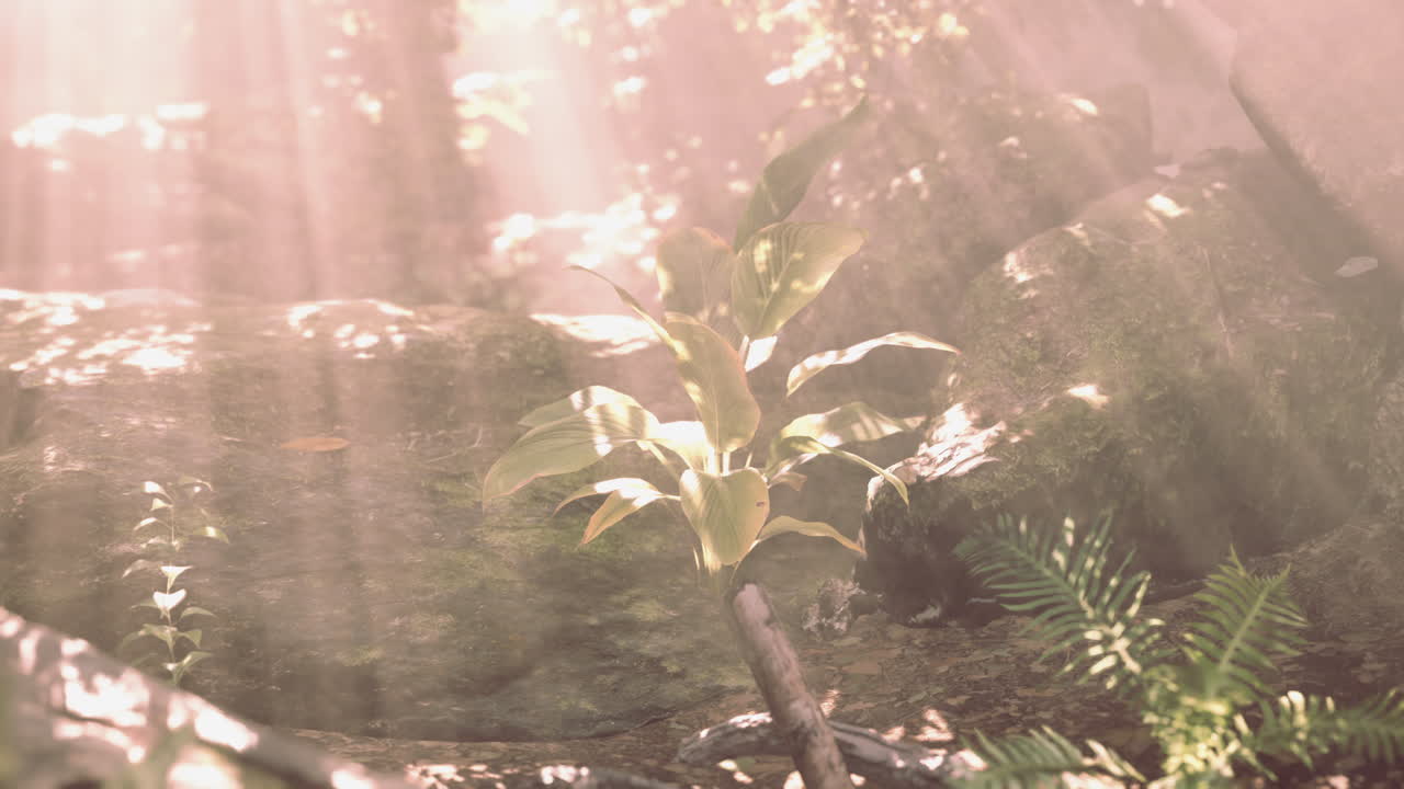 la luz del sol filtrándose a través de un bosque exuberante