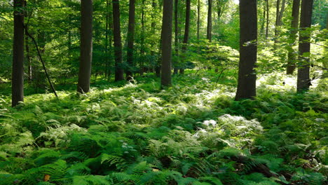 a slow pan of vibrant nature in a forest