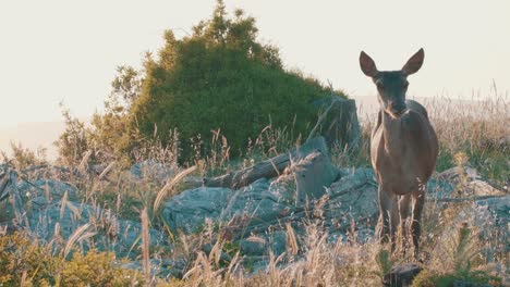 Young-Red-Deer-looking-into-the-camera-during-sunset-in-Greece