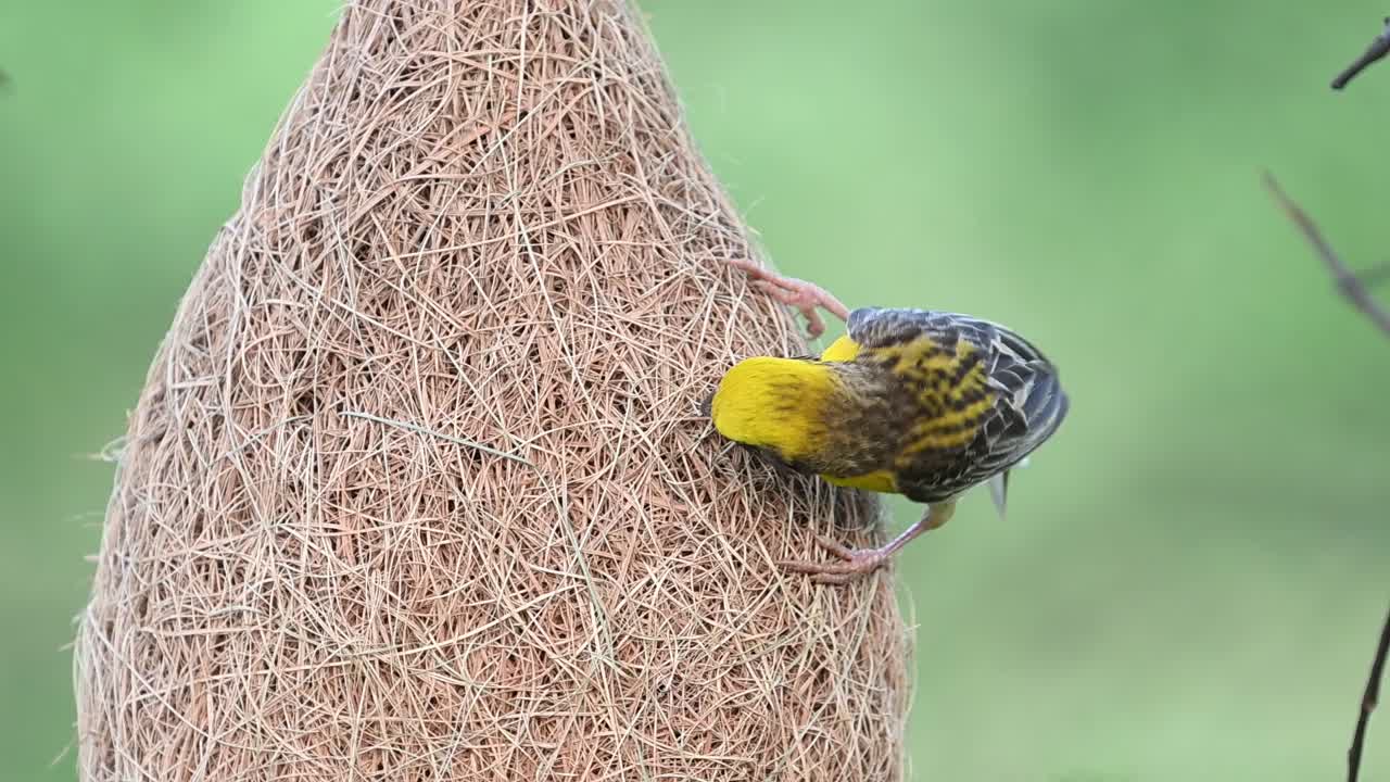 Closeup of baya weaver weaving delicate nest with grass fibers