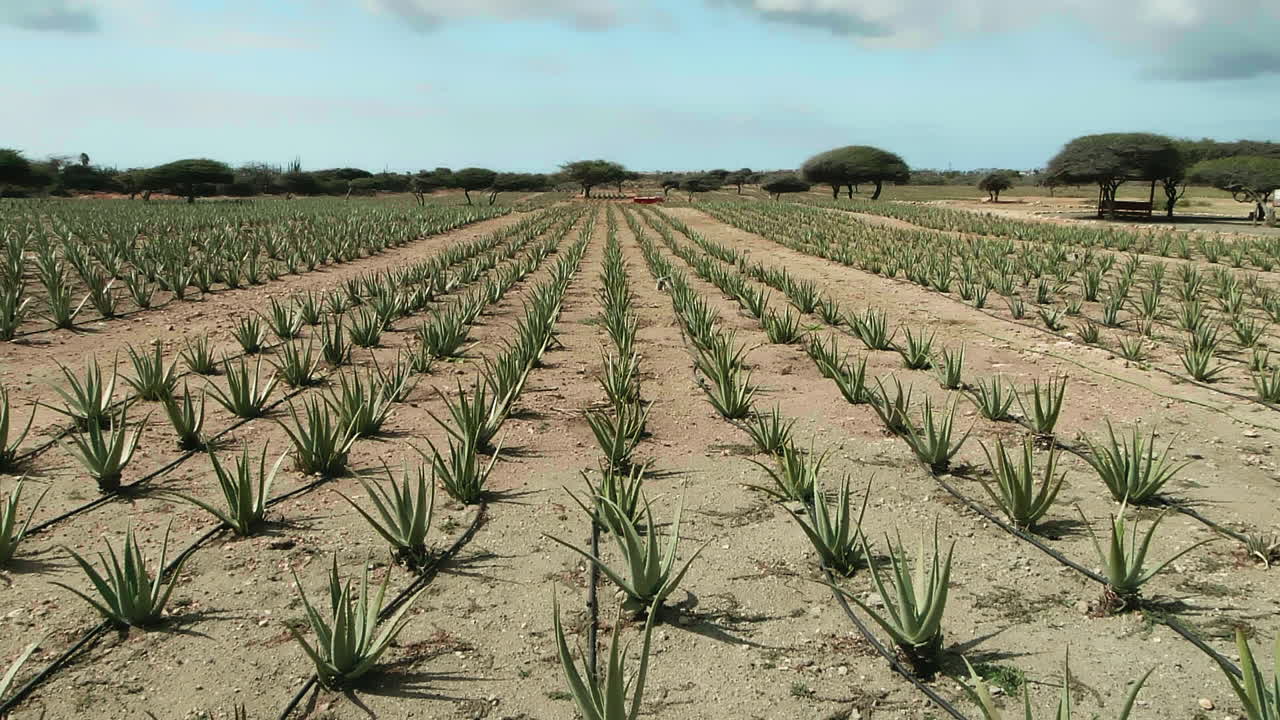 tiro inclinado hacia arriba de filas de aloe vera en una granja de aloe en aruba