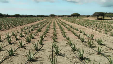 upward tilt shot of rows of aloe vera on an aloe farm in aruba