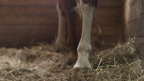 close up of a horse eating hay 1