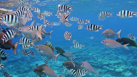 school of beautiful stripe tang fish and other tang species near the water surface - underwater shot