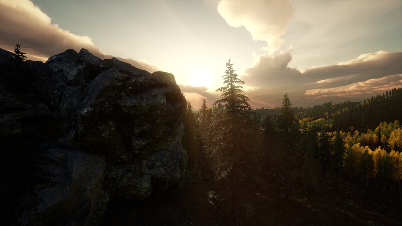 сосновый лес с последним солнечным светом