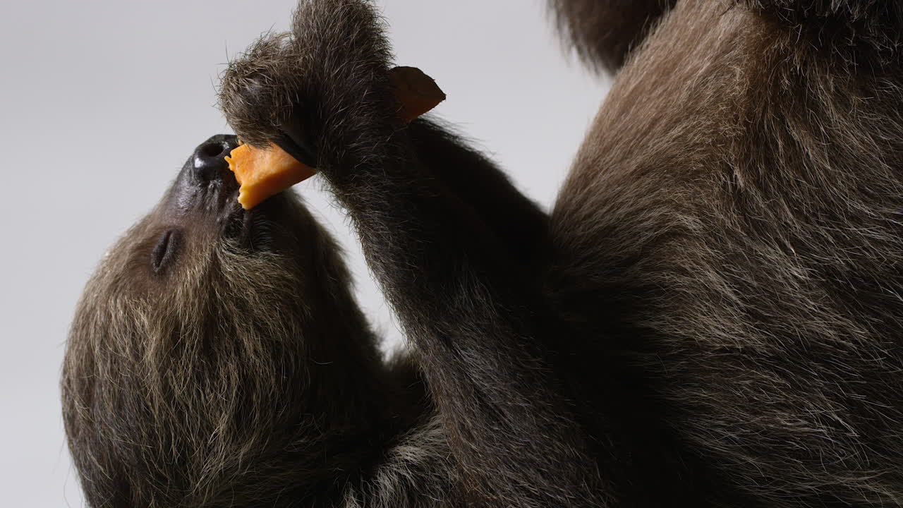 뒷다리 만으로 거꾸로 매달려 간식을 먹고 있는 게으름 - 가까운 측면 프로필