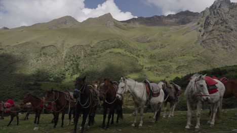 horses in in green field