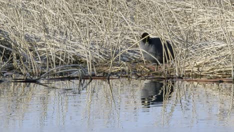 Focha-Americana-Novios-Plumaje-De-Aves-En-La-Hierba-Seca-Del-Estanque-Al-Borde-Del-Agua