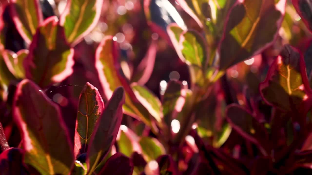 Close-up of vibrant red and green leaves