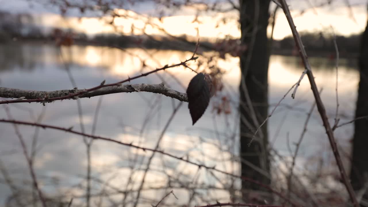Autumn tree at the coast