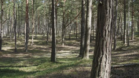 osetnik, pomeranian voivodeship, poland - a sight of trees within the forest - aerial panning