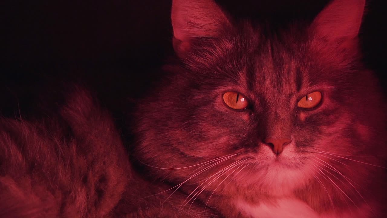 赤い光の中の灰色の猫のクローズアップ