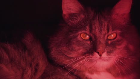 close-up of a gray cat in red light