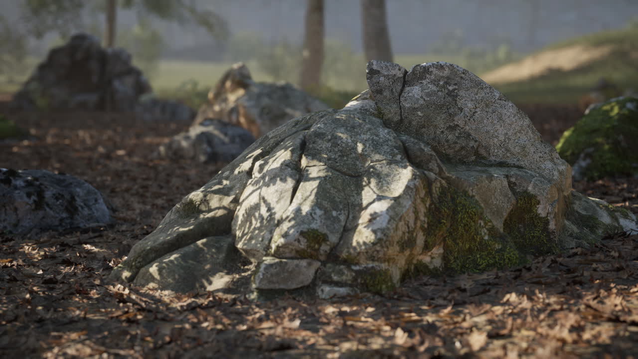 빛이 조용한 숲에서 모스 같은 바위 위에 그림자를 던집니다.