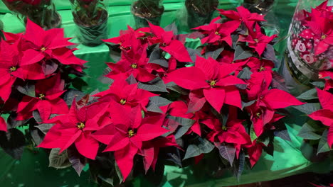 poinsettias rojas en el mostrador de un florista