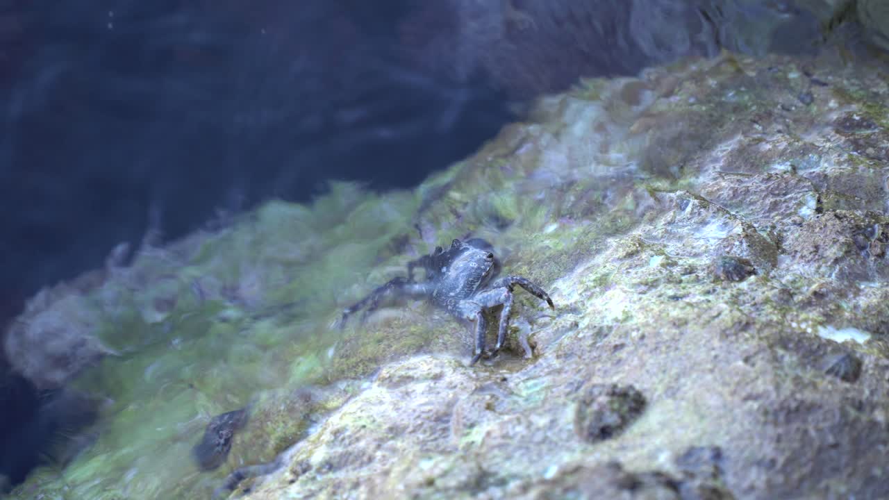 A crab sitting on a rock, hit by calm waves